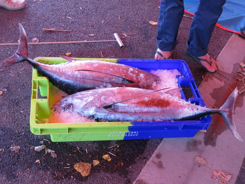 Pesée04.JPG