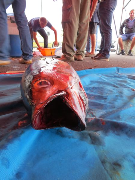 Pesée14.JPG