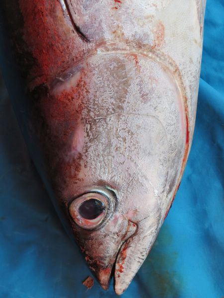 Pesée29.JPG